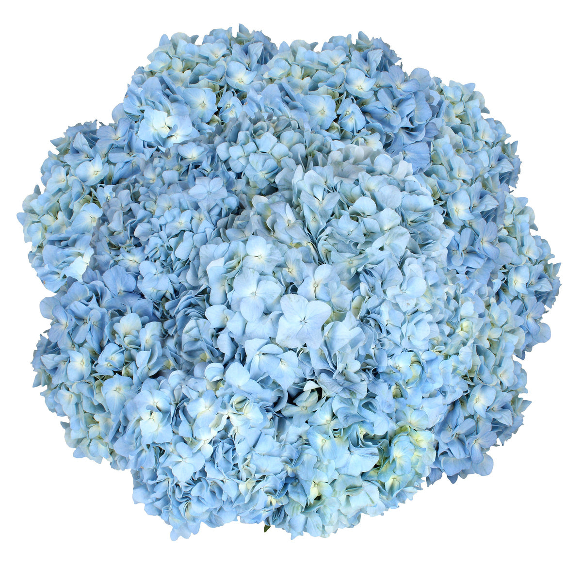 Hydrangea, 30 Stems