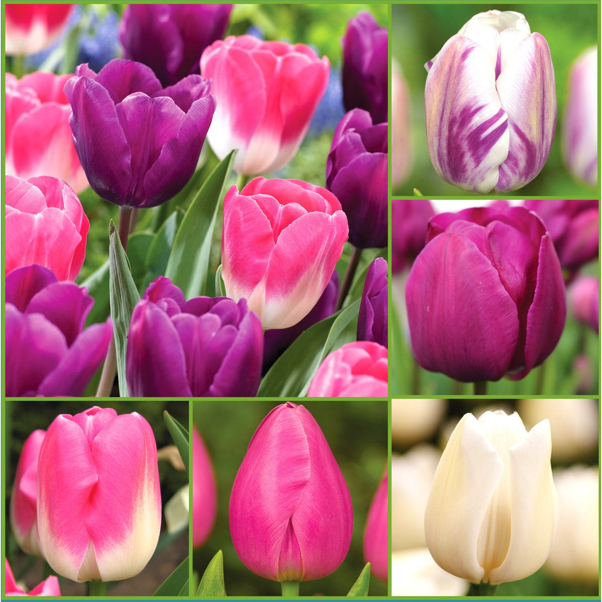 Horticana: Berry Blissful Tulip Bulbs Collection