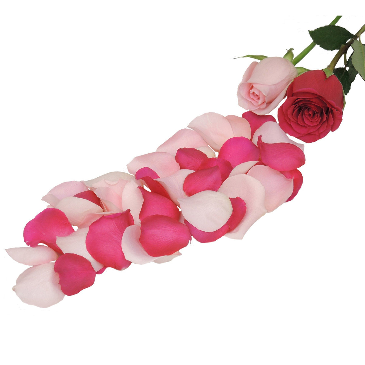 Bulk Rose Petals, Over 3,000 Petals