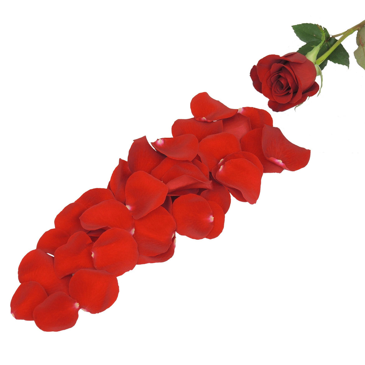 Bulk Rose Petals, Over 3,000 Petals