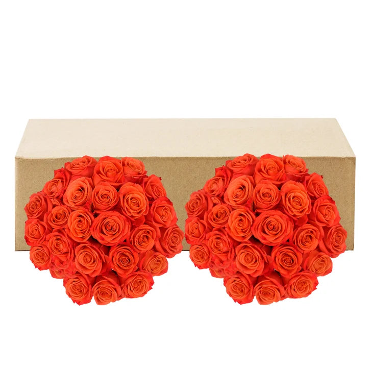 Roses, 48 Stems - Orange