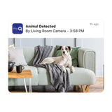 myQ Indoor Smart Camera, Pack of 2