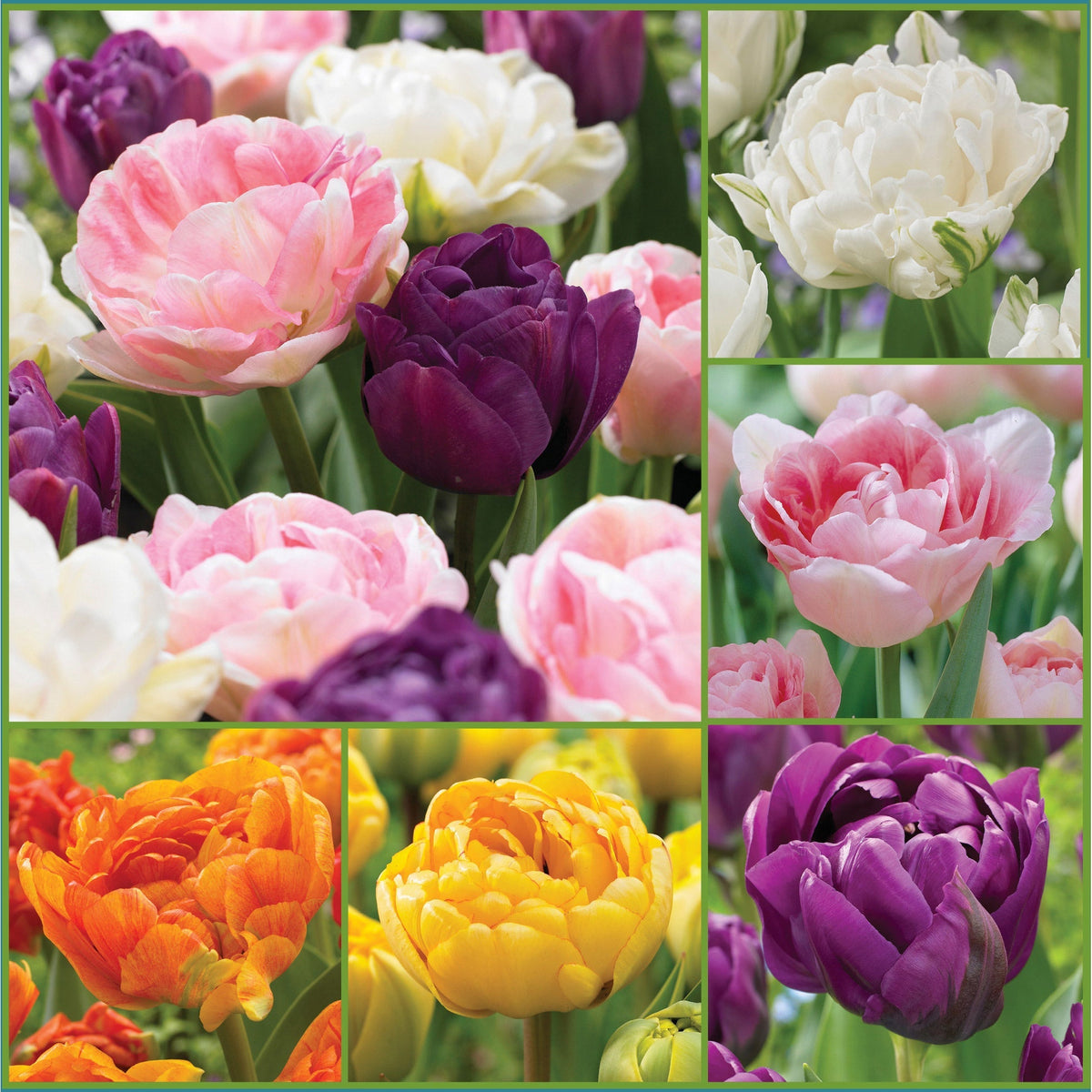 Horticana: Double Your Joy Peony Tulip Collection