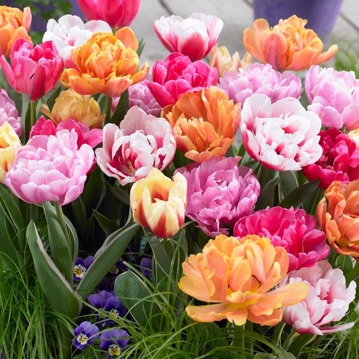 Tulip Double Early Assorted
