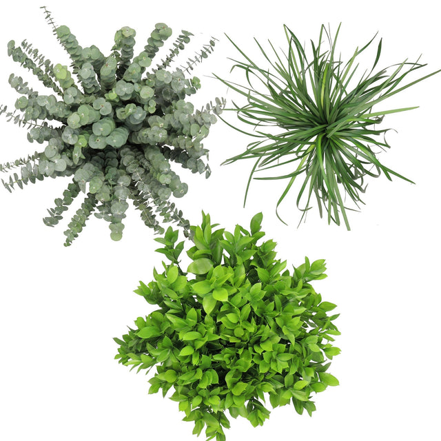Assorted Greenery, 12 Bunches H6